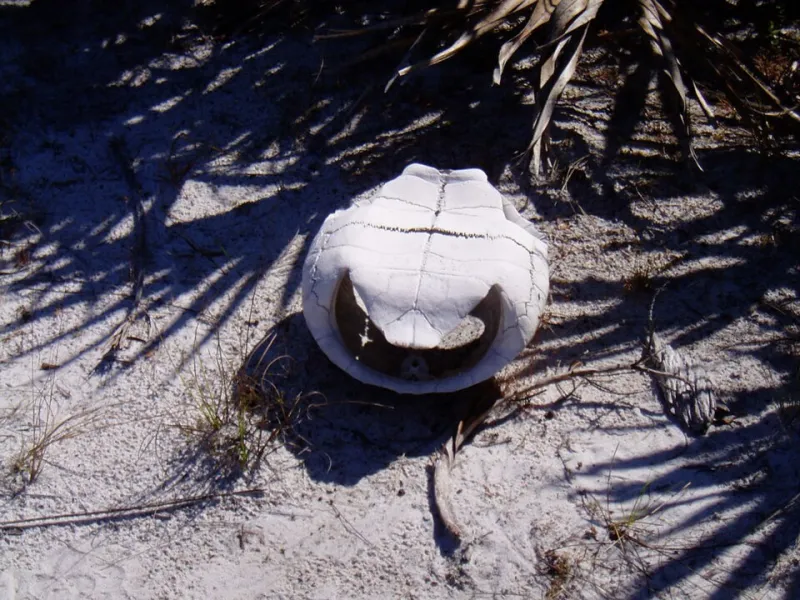 Gopher Tortoises, Grumpy Boards, and the Addition That Almost Wasn't: Florida's Hidden Permit Gauntlet